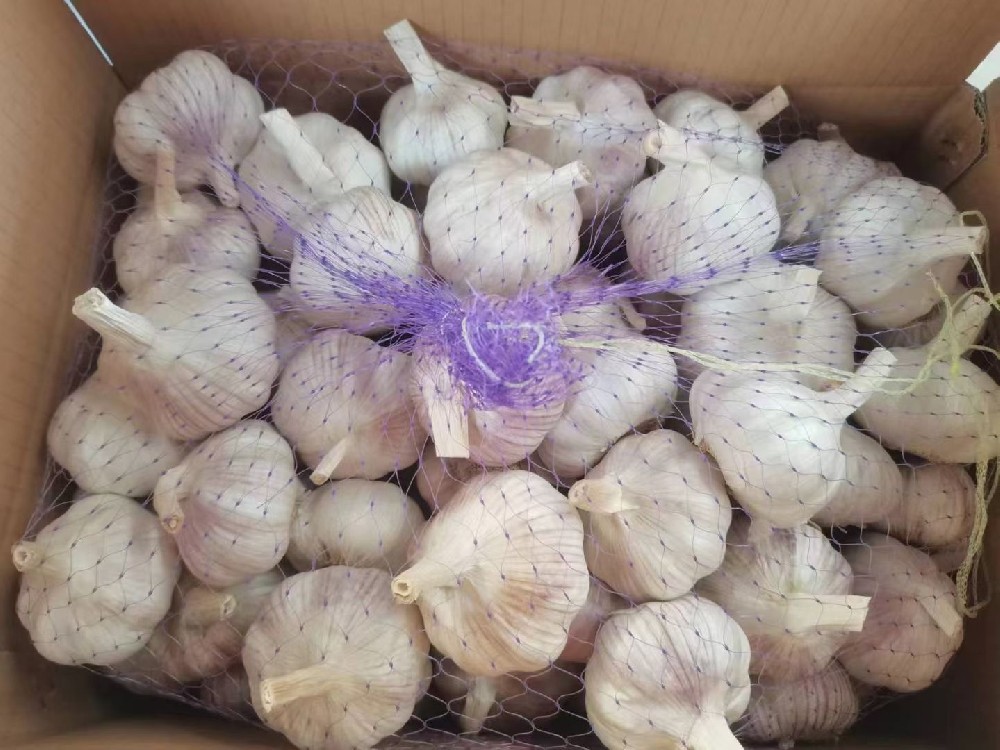 Garlic in 10kg/carton